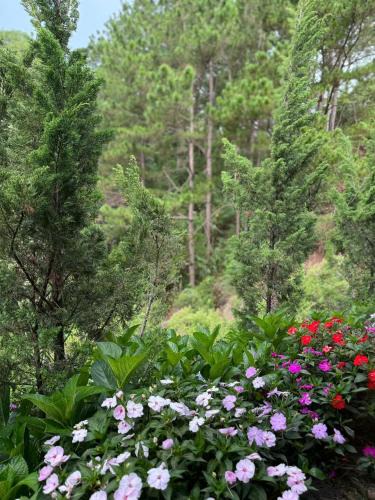 Da Lat Bed & Breakfast | Cổ Làng Mơ Homestay