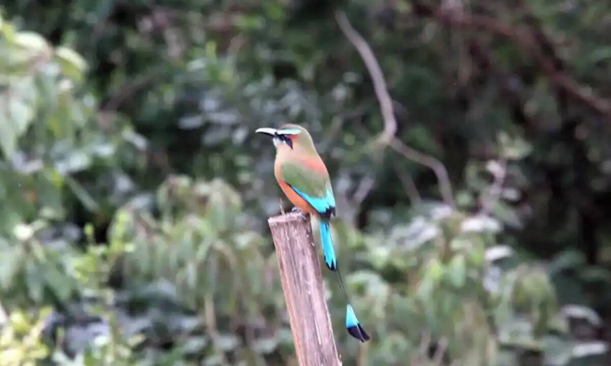 Akumal House | THE BIRD'S NEST - Akumal Jungle Habitat