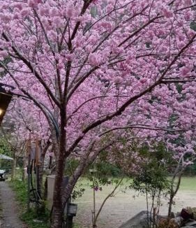 Fuxing District Other | 薔薇谷 民宿字108號