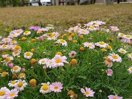 Fenglin House | 鳳林薔薇如画星空民宿