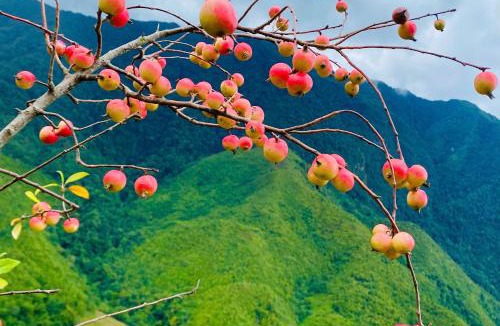 Muong La Apartment | A Vang Homestay