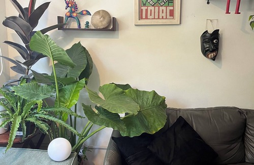 Del Valle Apartment | Authentic urban jungle in Coyoacán, quiet and well-connected neighborhood