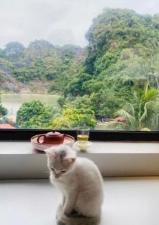 Cat Ba Apartment | Camellia Garden Homestay - Rooftop