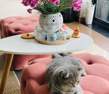 Cat Ba Apartment | Camellia Garden Homestay - Rooftop