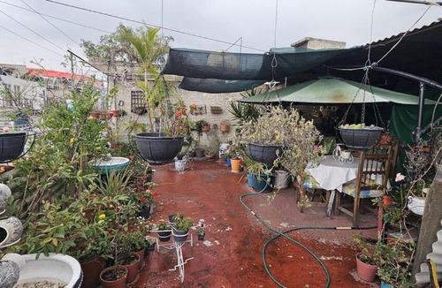 Coyoacan House | Casa Lulú