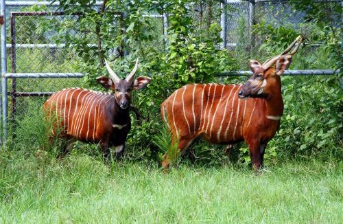Chishang Resort | Chinshang Pastoral Farm Resort