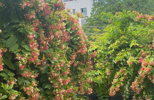 Vinh Hai Bed & Breakfast | Domino Garden House