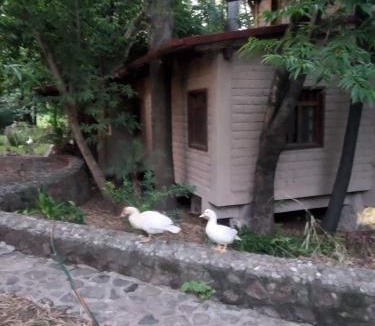 Xoxocotla Ski Chalet | Glamp de Lujo Teques Granja El Sol