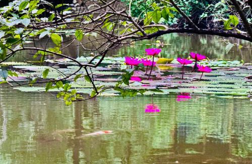 Hoa Lu House | Green Valley Homestay - Thung Lũng Xanh