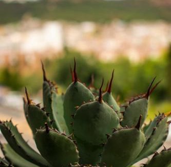 Zacatecas Centro Hotel | Hotel Alika