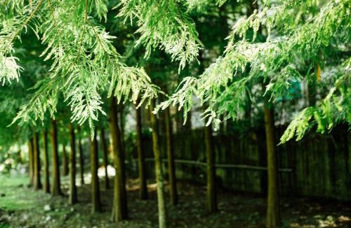 Puli House | Immanuel Forest Homestay