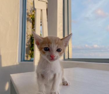 Sail Rock Beach House | Kenting Met Hi Inn