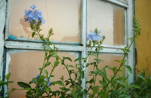 Da Lat Apartment | La Vie est Belle - Dalat