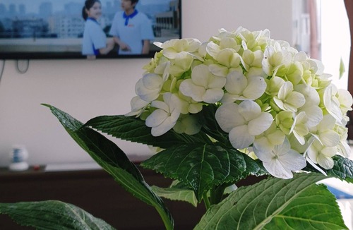 Da Lat House | Love, Cassie Homestay - Orchid (Double Room)
