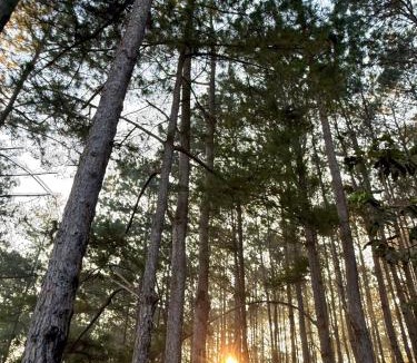 Lam Ha Cabin | Nacasoo hill