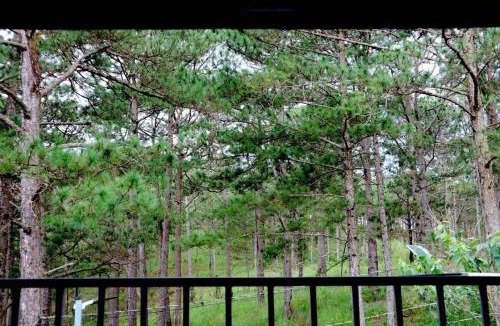 Da Lat House | Nhà Bên Rừng Thông 3 Phòng Ngủ Đà Lạt