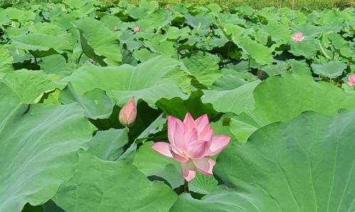 Hoa Lu Apartment | Nice homestay in Ninh Binh