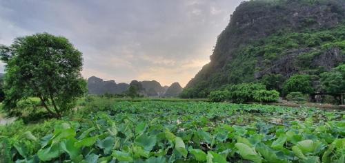 Hoa Lu Apartment | Nice homestay in Ninh Binh