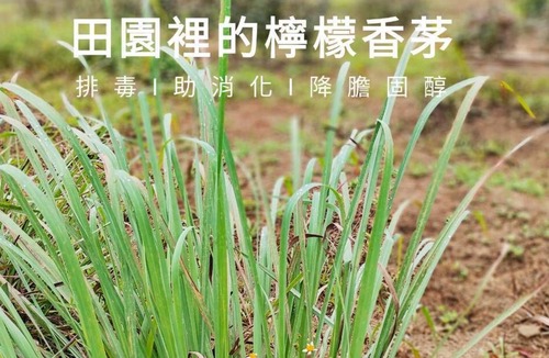 Guanxi House | Pastoral style, pleasant and relaxing, less crowded