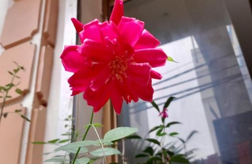 Cat Ba House | PHÚC AN HOSTEL