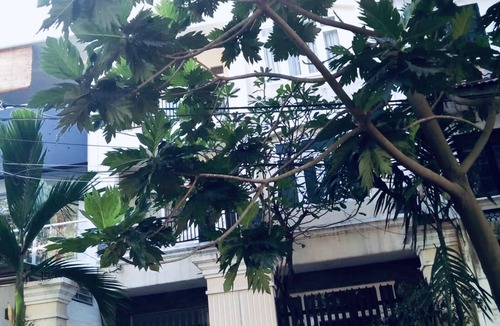 Phu My House | Private room with green view