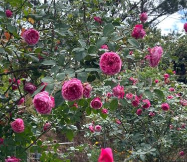 Da Lat Ski Chalet | Romantic house 2 on a pine hill Dalat