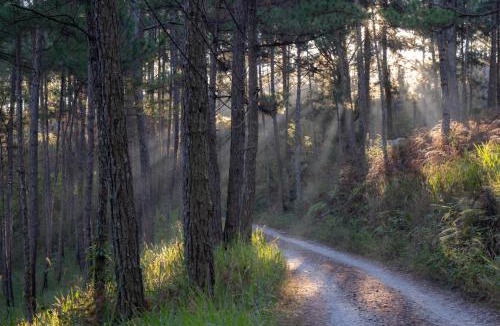Da Lat Ski Chalet | Romantic house on a pine hill Dalat