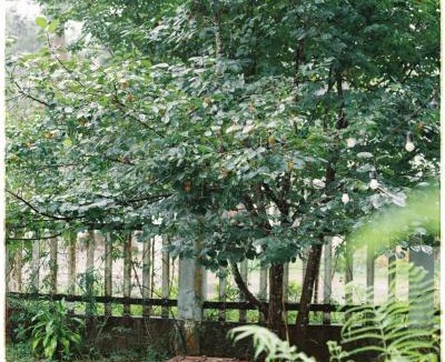 Kon Plong Hotel | Sum Villa Homestay Mang Den