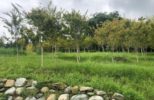 Fenglin Bed & Breakfast | Sunrise Forest