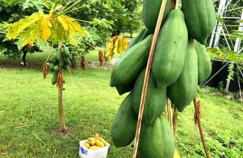 Shoufeng House | Villa of Permaculture