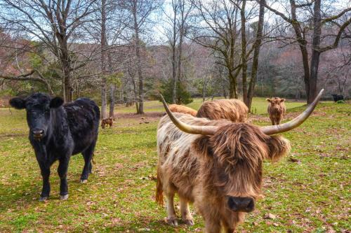 Converted Barn Couple's Oasis Near Tallulah Gorge in Clarkesville