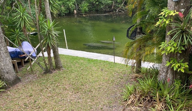 Weeki Wachee river ! REAL FLORIDA! Read OUR 5 STAR REVIEWS in Spring Hill