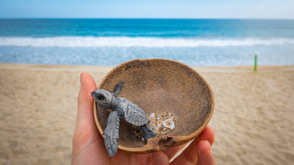 Photo of Human In Picture in Puerto Escondido