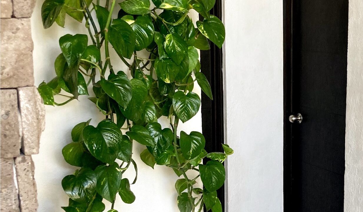 Photo of Patio Balcony in Bernal
