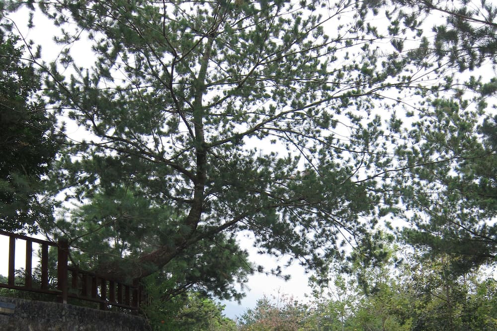 Photo of Others in Shuili