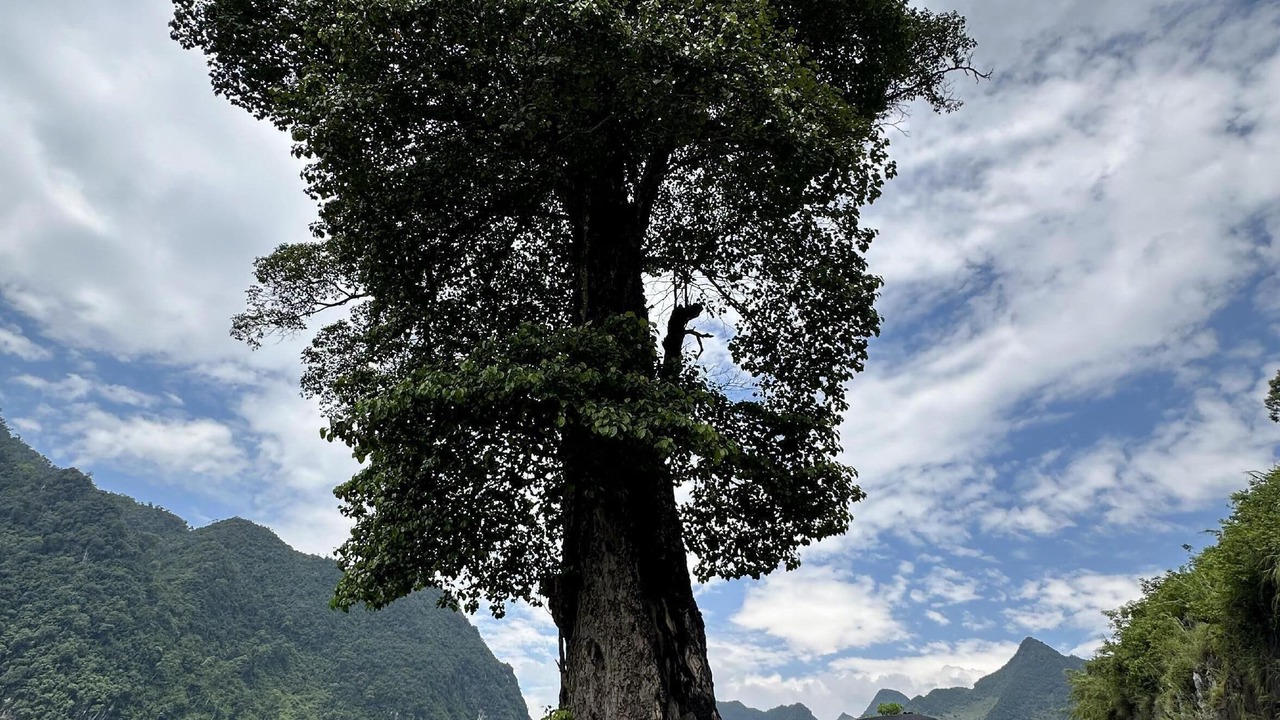 Photo of Others in Ha Giang