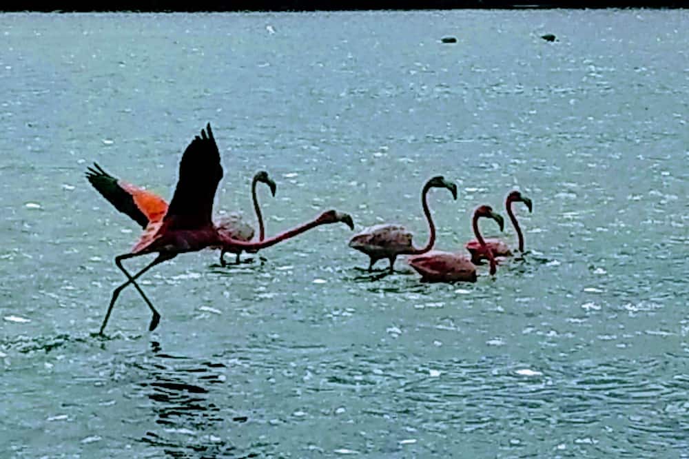 Photo of Others in Chuburna Puerto