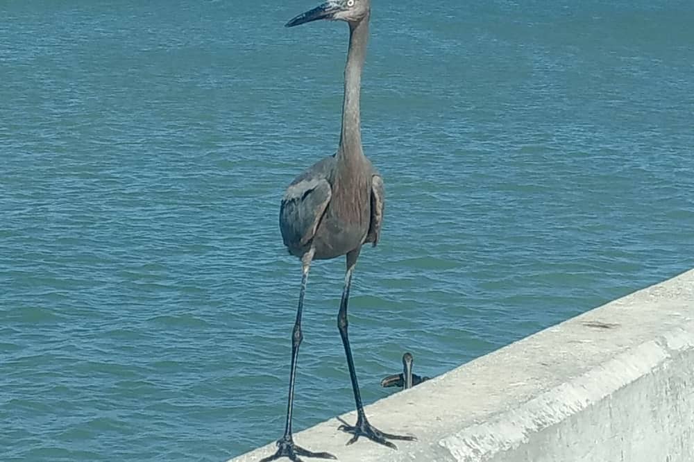 Photo of Others in Chuburna Puerto