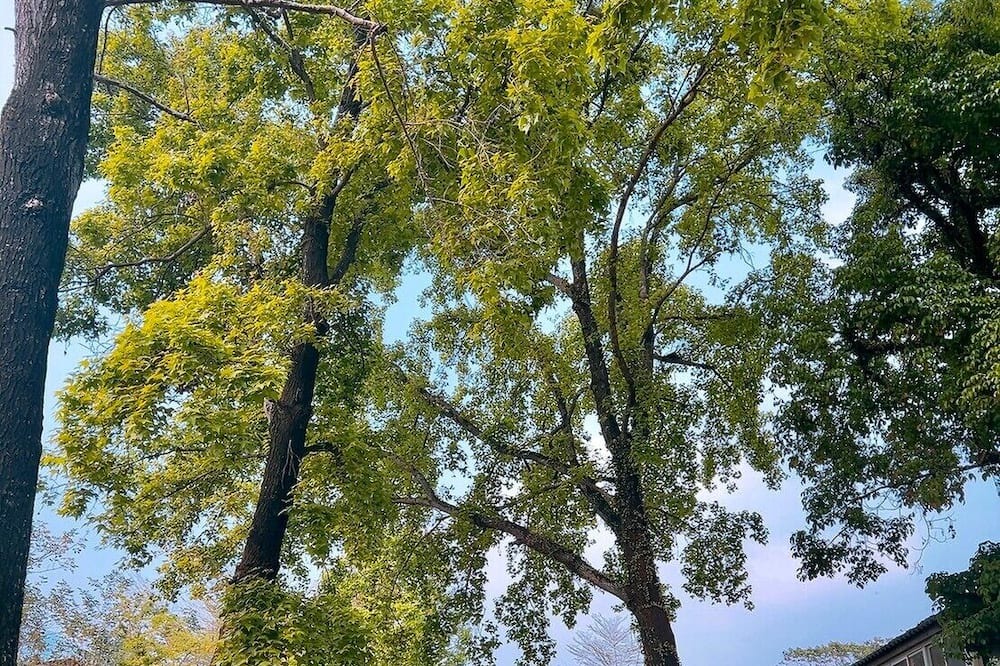 Photo of Outdoor in Shuili