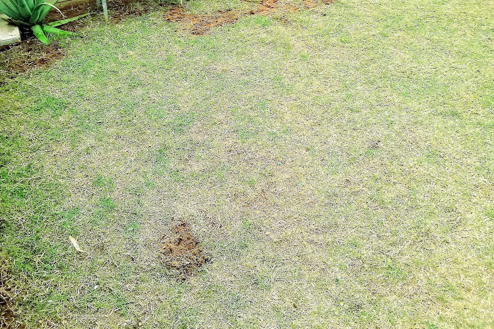 Photo of Outdoor in Zapopan