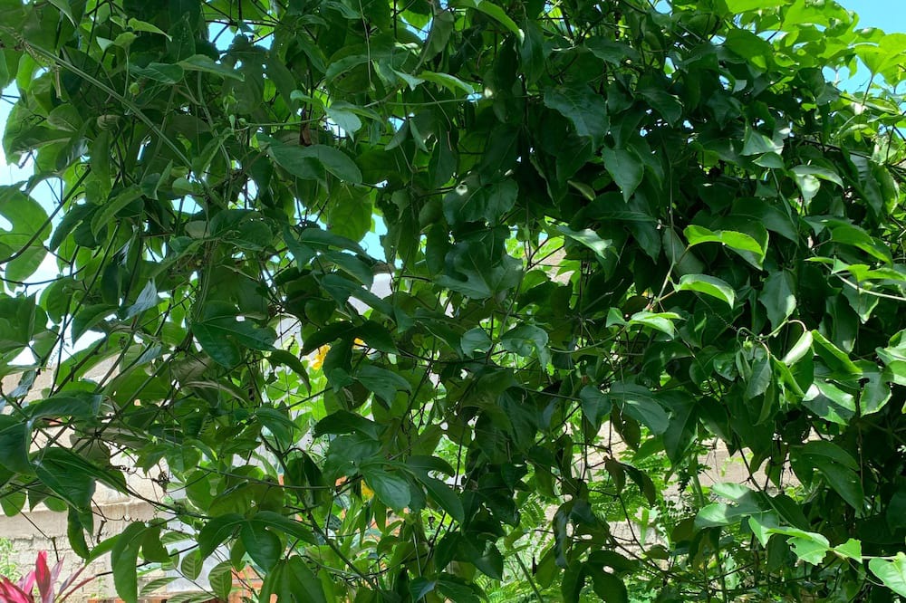 Photo of Outdoor in Lo de Marcos