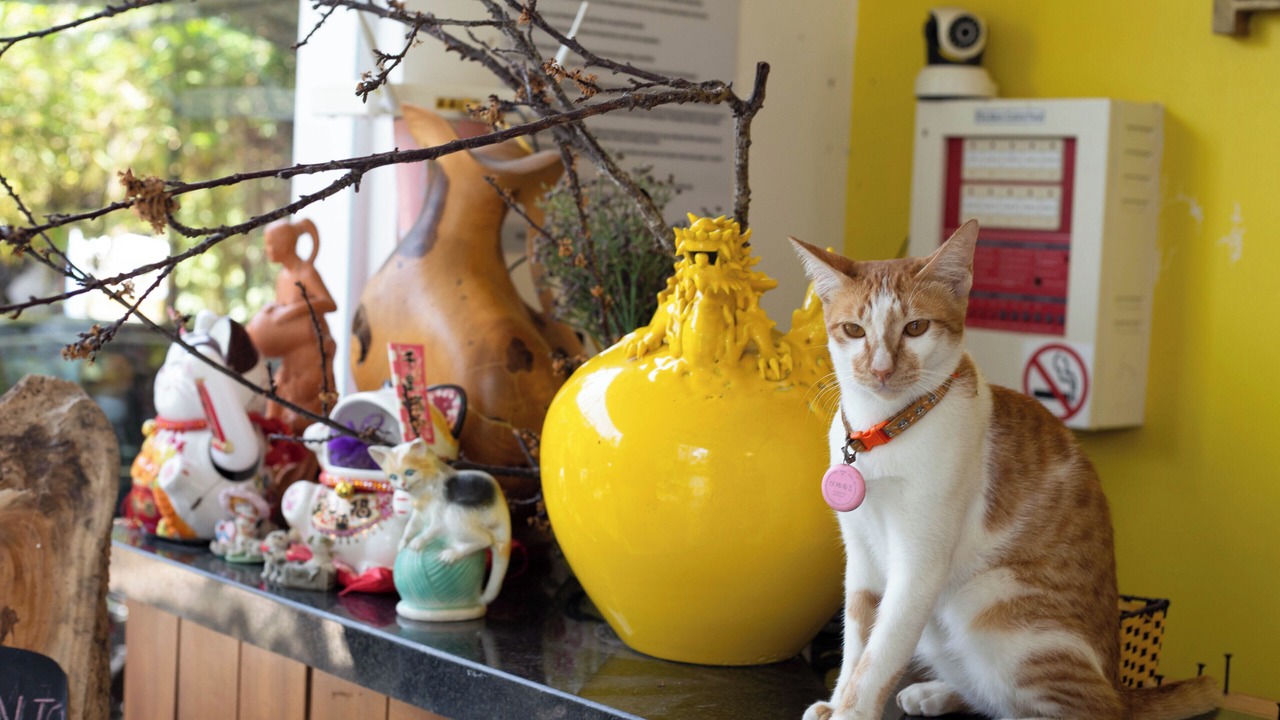 Photo of Others in Hoi An