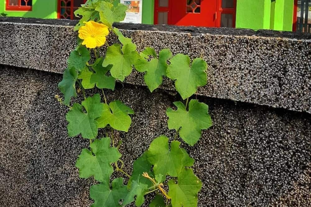 Photo of Outdoor in Zuoying District