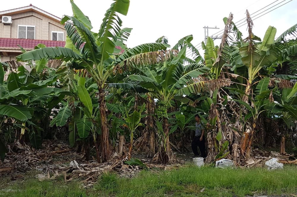 Photo of Outdoor in Yuli