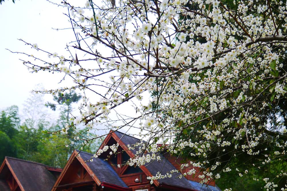 Photo of Bedroom in Xitou