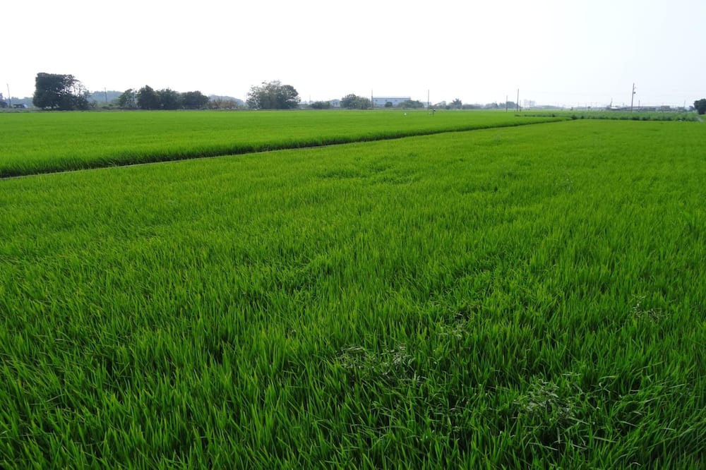 Photo of Outdoor in Tainan