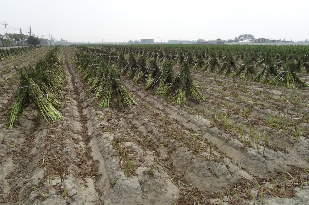 Photo of Outdoor in Tainan