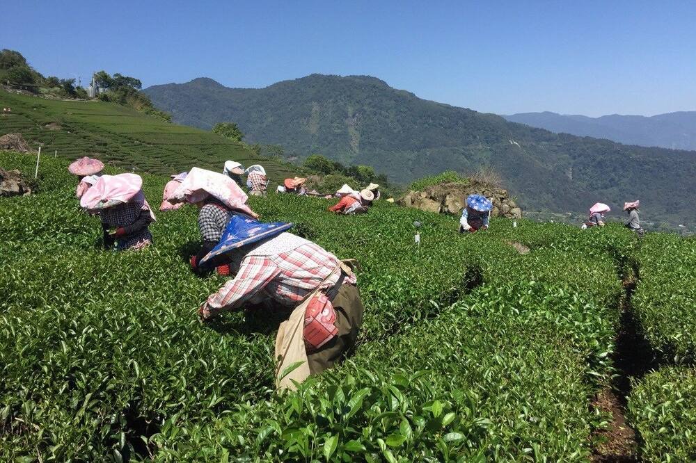 Photo of Outdoor in Alishan