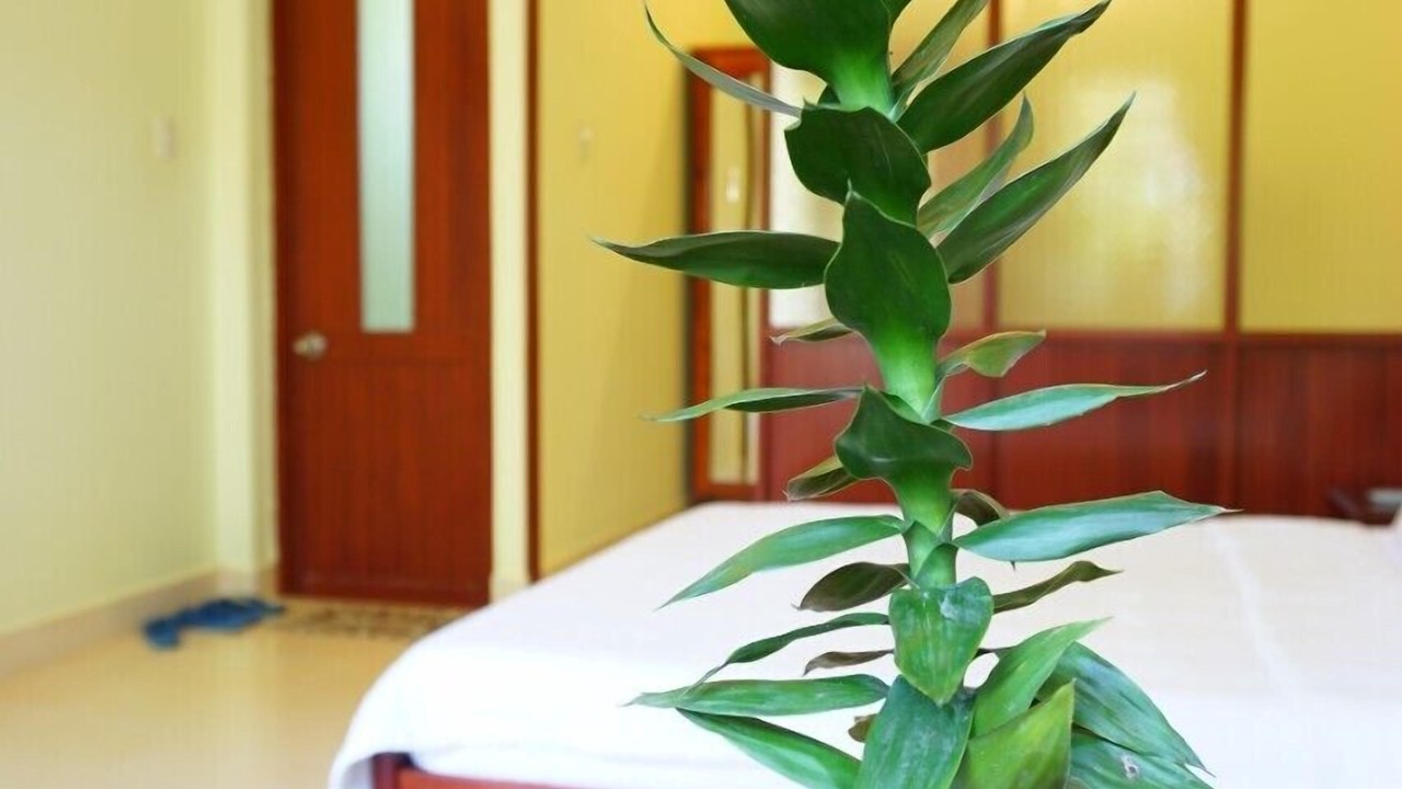 Photo of Bedroom in East Ham Tien Beach