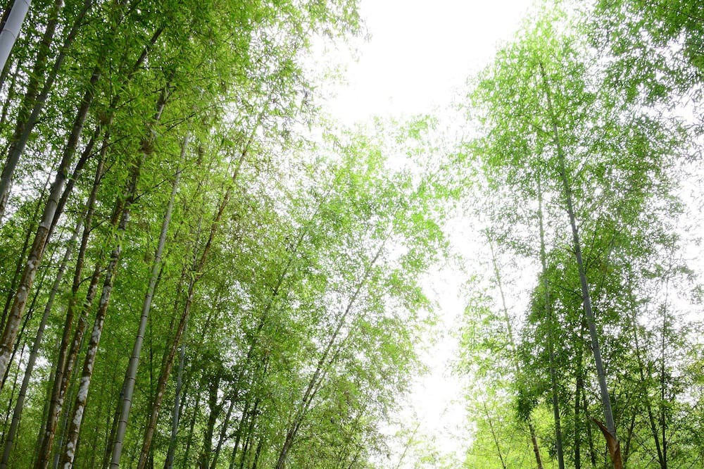 Photo of Outdoor in Xitou